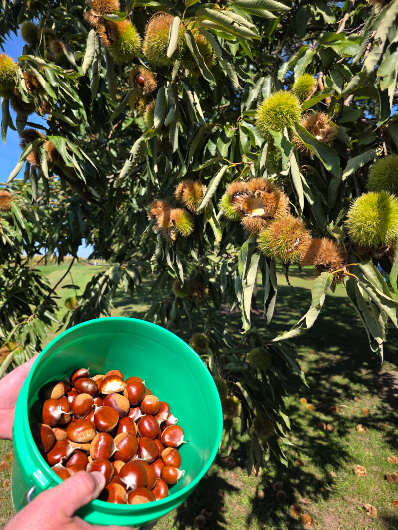 Chestnuts in a bucket next to a chestnut tree