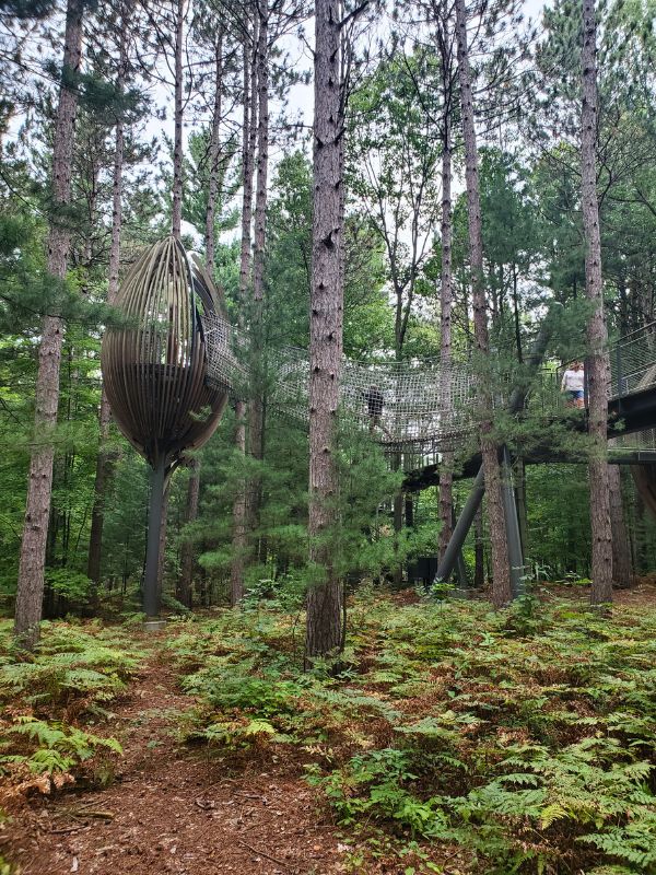 Canopy Walk Through Whiting Forest