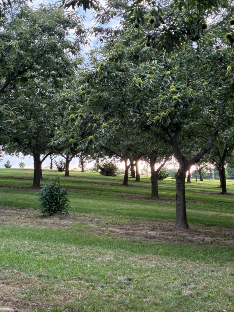 Chestnut trees at Ivory Farms