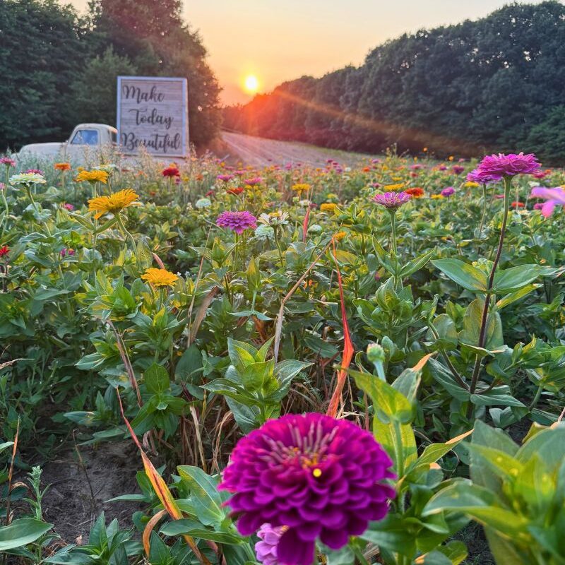 Submission Lewis Adventure Farm Sunsets In Flower Field 2