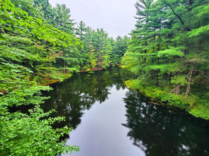 Whiting Forest Dow Gardens
