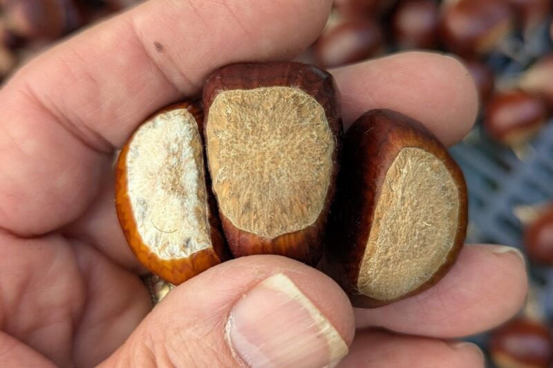 Peeled chestnuts from Winkel Chestnut Farm