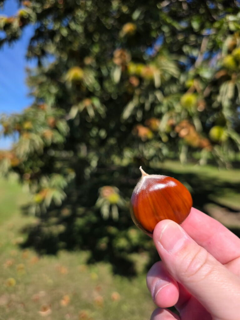 Peeled chestnut from Vriezema Farms