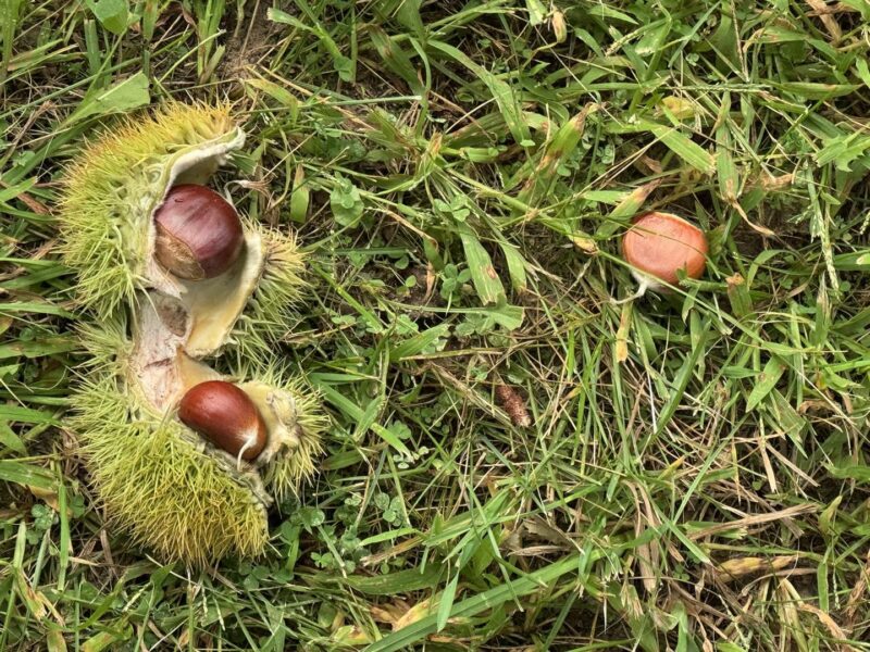 Lafever Chestnuts half peeled laying on ground