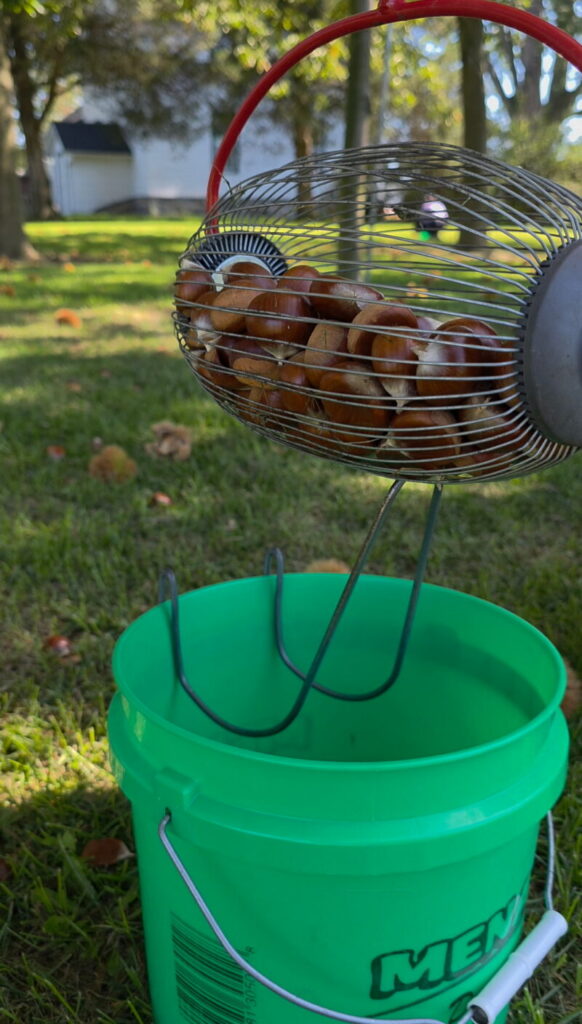 Collecting roller full of chestnuts from Vriezema Chesnut Farm