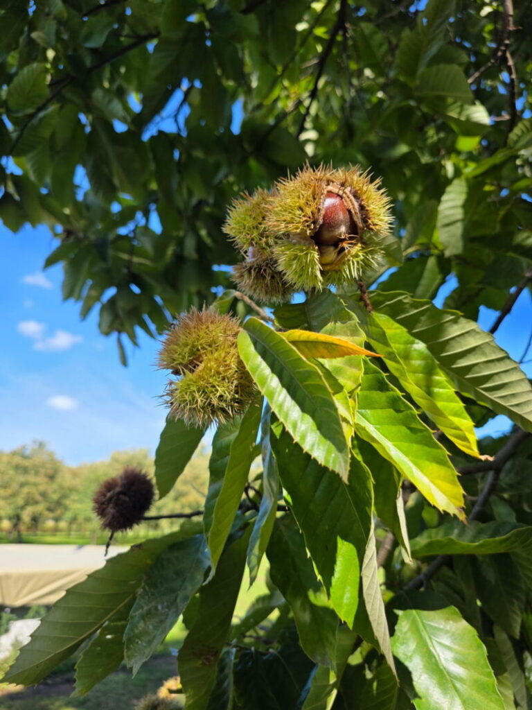 Sunny Chestnut Tree from Vriezema Chestnut Farm